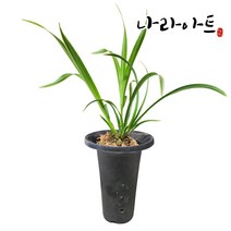 나라아트 난 천금(3-4촉) 동양란 풍란 난화분, 1개