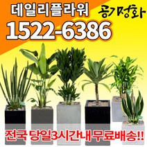 실내공기정화식물 미세먼지 공기청정 키우기쉬운식물 플랜테리어 식당 개업축하선물 산세베리아 고무나무 안시리움 율마 아가베 아레카야자 승진화분, (선택102)만냥금