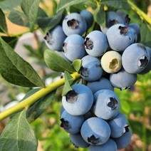 블루베리 (레카) 21센티포트 (분) 1주 (키40cm) 3년생, 본상품선택