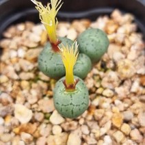 코노피튬 피시포르비 리톱스 다육이 탈피 다육115