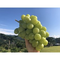 영천산 프리미엄 망고포도 씨없는 샤인머스켓, 2kg(3~4수) 상품