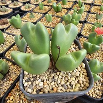 23 소울가든 하나조노 빌로붐 코노피튬