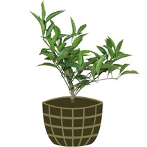 4년생 조생감귤 묘목 제주도 직발송 품종명 일남일호