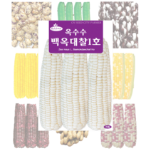 옥수수 콩 씨앗 모음, 수수 30g