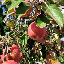 [아름드리사과] 가정용흠집 부사사과 5kg 10kg, 09 가정용흠집 부사사과 10kg (
