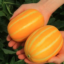 상위10% 산지직송 성주참외 꿀참외 못난이참외 3kg 5kg 10kg 당도보장 선물세트, 10kg 특품 대과(22~24과), 1개
