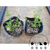 [10포트] 꽃빛농원 백리향 3치포트 여름꽃 보라색 귀여운꽃 모종, 백리향 3치 (10개)