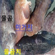 (쌍다리상회) 물곰 물곰치 1-3마리 4kg이상 생물 8-10인용, 생물 물곰 토막손질  4kg이상 8-10인용