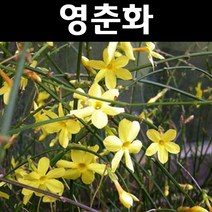 영춘화 키1m 5개/나무 묘목/꽃나무/경사지/조경용