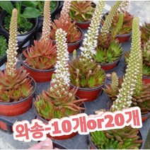 와송-10개or20개/항암예방으로 유명, 10개