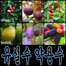 순희농장 대봉 모과 매실 홍도화 오디 구아바 오미자 포도 아로니아 칼슘 비파 보리수, 사과포트, 1개