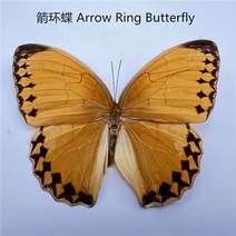 30 진짜 나비 표본 곤충 인형 생산 매력 홈 장식 액세서리 거실 컬렉션 아트, 13 13