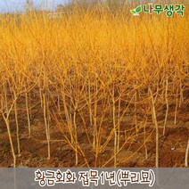 착한가격나무생각 황금회화 접목1년 뿌리묘 5주묶음, 주