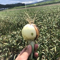 국내산 햇양파 양파 2kg 4kg, 햇양파 2kg 특상