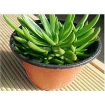 2년생 와송모종 대묘 10개 (WJ)