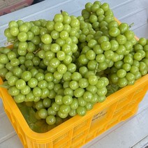 [프리미엄] 농가직송! 당일수확 신선한 고당도 샤인머스켓, 4kg(4-6송이), 1개