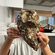횟감 찜 제철 프리미엄 삼배체굴 통영 굴 4kg 5~7내외, 통영 삼배체 굴 4kg