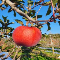 사과 청송사과 햇부사 사과 무공해 청정 주왕산 약수꿀맛농원 사과 5kg 선물용, 상세페이지 참조