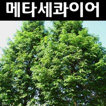 메타세콰이어 나무 묘목 실생2년 뿌리 특묘 5개/정원/공원/조경수