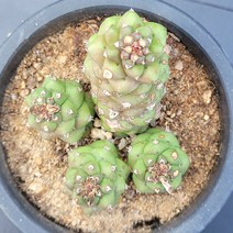 꽃다리 리치아이금 78 다육식물 선인장 아이만배송