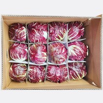 야채24닷컴 라디치오 이탈리안 치커리 1개(통) 350g, 1개