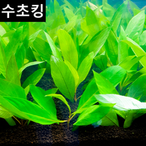 [수초킹] 키우기 쉬운 하이그로필라 라지리프 / 수초맛집 초보수초 새우놀이터 구피키우기 구피어항 구피 새우 모스 모스볼 수초농장 수초도매 구피수초 구피어항 새우수초 인기수초, (초특가) 7촉