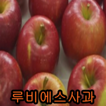 루비에스사과접1년특1 +왕석류삽2년특1 묶음 나무 묘목 과일나무 유실수
