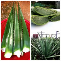 골드알로에농장 알로에베라 3kg, 1개, 사포나리아 2kg