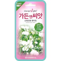 수레국화 화이트 100립 수레국화 흰색 꽃 종자 화단만들기 정원가꾸기 조경 홈가드닝, 단품