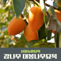 서울농원묘목/감나무 묘목 대봉 야오끼(왕대봉) 둥시 차량단감 월하시, 특묘