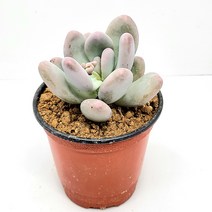 인플랜츠팜 홍미인 다육 반려식물 농장직영 배송