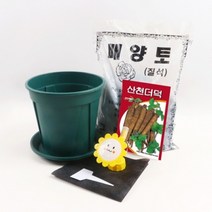기타 바보사랑[미미네아쿠아]미미네가든 초보 더덕 키우기 6종 세트