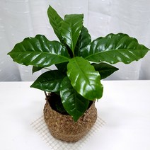 커피나무 관엽 실내 인테리어 공기정화 식물 생화 해초화분, 단품, 1개