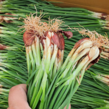 남해 쪽파 해풍 흙쪽파 산지직송 1kg 2kg 농부직접 발송중, 1박스, 국산쪽파 1kg