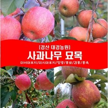 사과나무 묘목2년생(접목1년) 경산대경농원 미야마(미얀마)후지/미시마후지/양광/홍로/감홍/홍옥/미야비/아리수/아오리 [각종 묘목/조경수/약용식물 다량보유], 시나노골드, 상묘