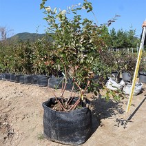 왕 블루베리 나무 묘목 10년생 블루베리 묘목 (프리마돈나), 1개