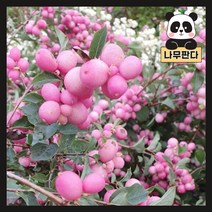 (나무판다) 스노우베리 나무 묘목 매직베리 2L화분, 스노우베리 매직베리 2L화분