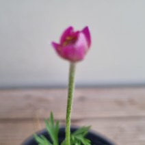 [다온야생화] W1491 홍화바람꽃 (포트 10cm)