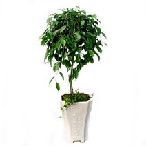 킹벤자민2 관엽식물 실내화초 축하화분 실내식물, 물받침대