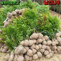 남천나무 묘목 분묘 40 60 80 1m 1m20 공기정화식물 실내화초 관엽식물, 80cm