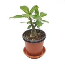 미스터허브 실내공기정화식물 허브 공기청정 미세먼지 제거 인테리어 화분, 5000개, 22_석화