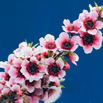 시즌플라워 [목본류]호주매화(싱글)-핑크, 1개