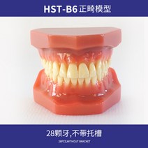 치아모형 인체모형도 치과기구 실리콘몰드 인체모형 양치교구 재료상, 교정 표준 치아