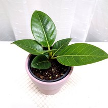 뱅갈고무나무 집에서 키우는 키우기 쉬운 식물, 단품