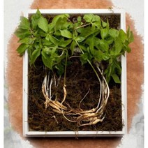 설날 효도 거래처 특별 선물 야생 새싹삼(100뿌리) 산양삼, 선물용오동나무케이스