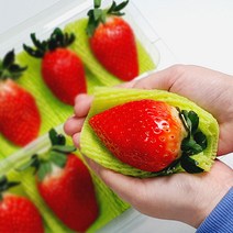 킹스베리 대왕 딸기 정성담은 맛있는 생딸기 당일수확 선물포장, 특사이즈 700g(16개입)