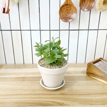 1+1 애플민트 키친허브 화분 세트 로즈마리 딜 바질 베란다 텃밭 허브 키우기, H04.애플민트, H17.바질