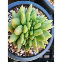 정화다육 다육식물 육종마리아철화, 1개