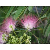 자귀나무 1kg 녹화용 산림종자 (PK)