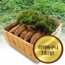 지앤제이 고씨네농장 더덕3호상 강원도더덕 도라지 야생더덕, 등채반3호(1.5kg), FREE